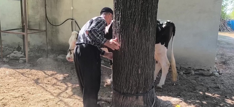 Osmaniyeli süt üreticisi: 