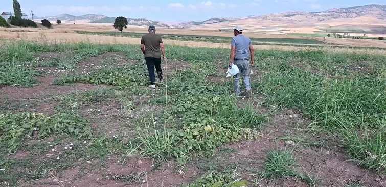 Yozgat’ın tescilli Bağrıbütün kavununa talep çok ama ürün yok