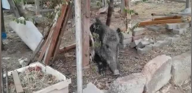 İzmir'de ateşli silahla yaralanan domuz Doğal Yaşam Parkı’nda sağlığına kavuştu