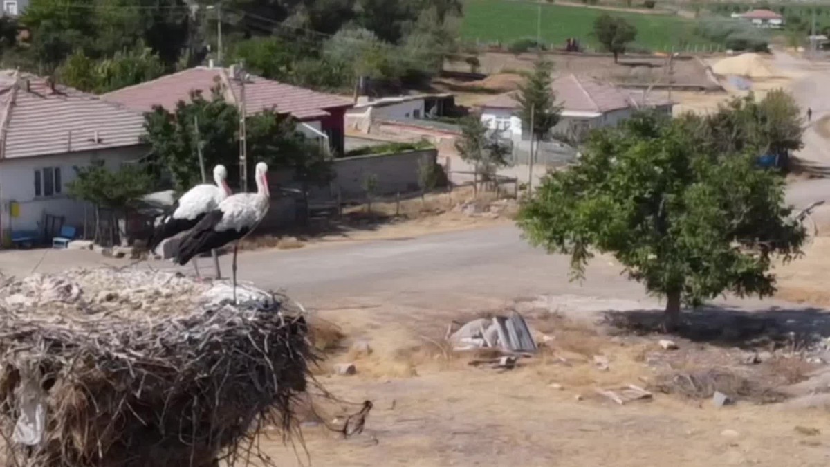 Yozgat'ta leylekler göç hazırlığına başladı
