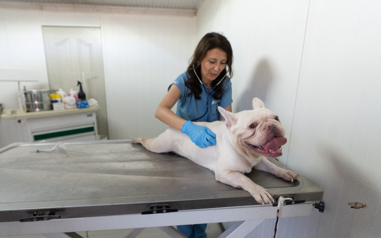 İzmir’de el konulan 20 cins köpek sahiplendirilecek