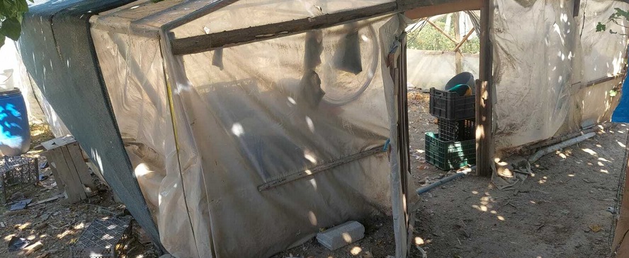 Sinop Boyabat’ta kümese saldıran hayvanlar 300 tavuğu telef etti