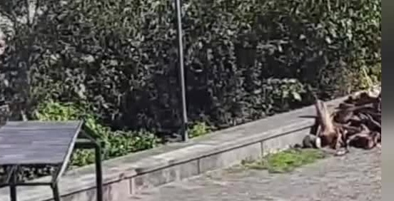 Karadeniz’de fırtına sonrası sahile vuran odunlar ihtiyaç sahiplerini harekete geçirdi