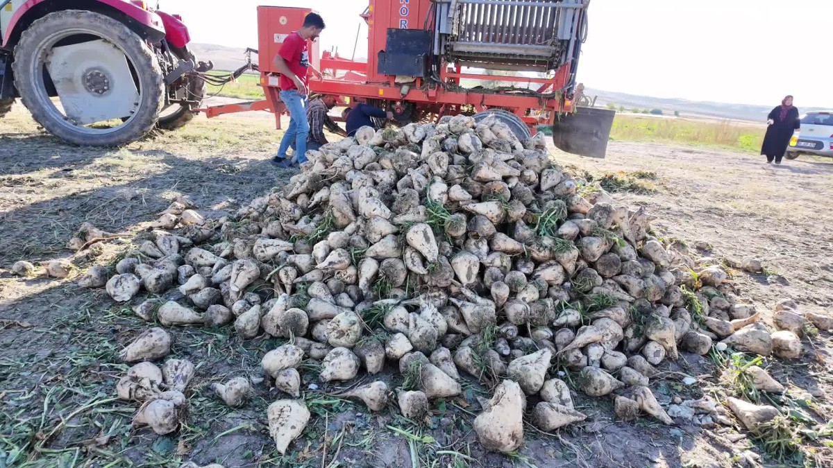 Yozgat’ta kuraklık şeker pancarı üreticisini vurdu: “Tarlaya attığımız 1 kilo tohumdan en fazla 5 kilo alıyoruz”