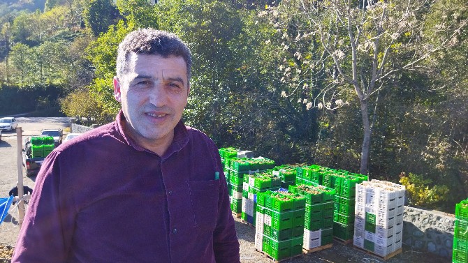 Rize'de Kivi Hasadı Kasım Başında Başlıyor