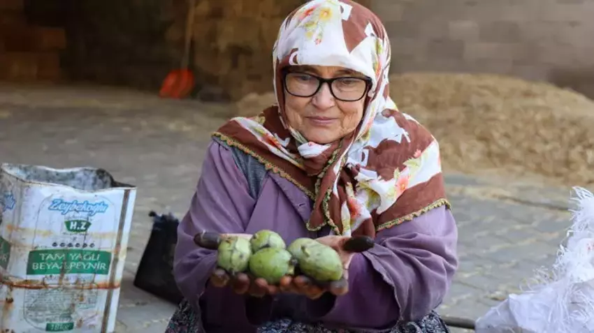 Rekolte düştü, bu yıl altın değerinde! Hasat bitiyor, kilosu 150 TL’ye dayandı!