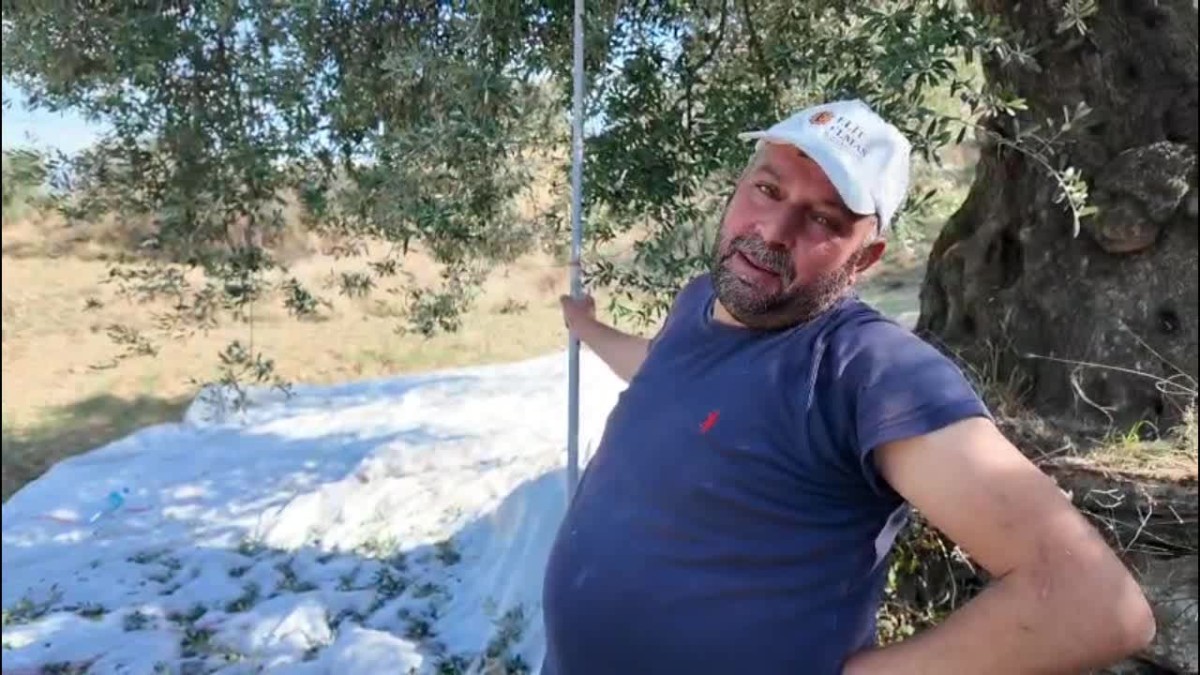 Aydın Karacasu’da zeytin üreticisi dertli: “Zeytin ucuz, işçilik pahalı, çiftçi perişan”
