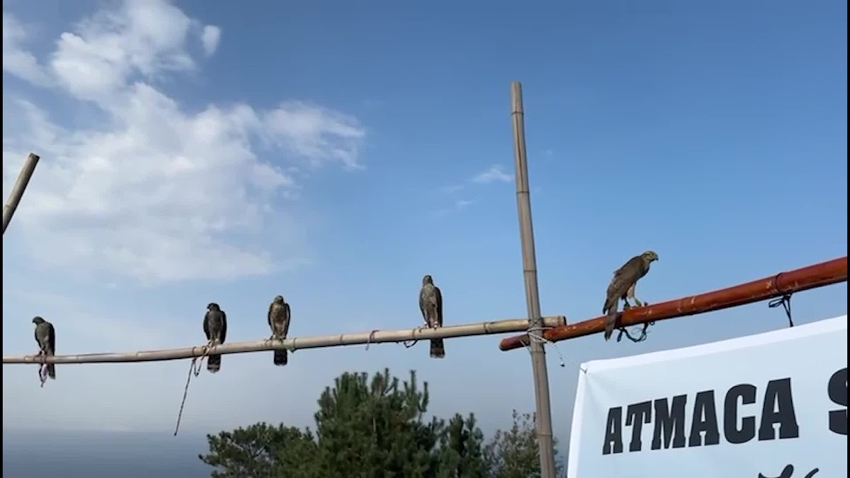 Fındıklı’da atmacalar özgürlüğe kanat çırptı