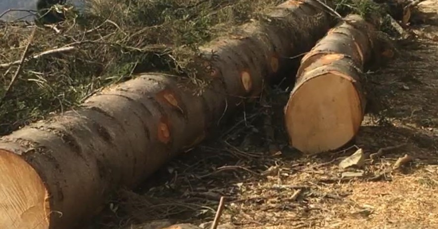 İkizdere Gürdere Köyü’nde Asırlık Ağaç Kesimi: Çevreciler “Katliam Dursun” Diyor