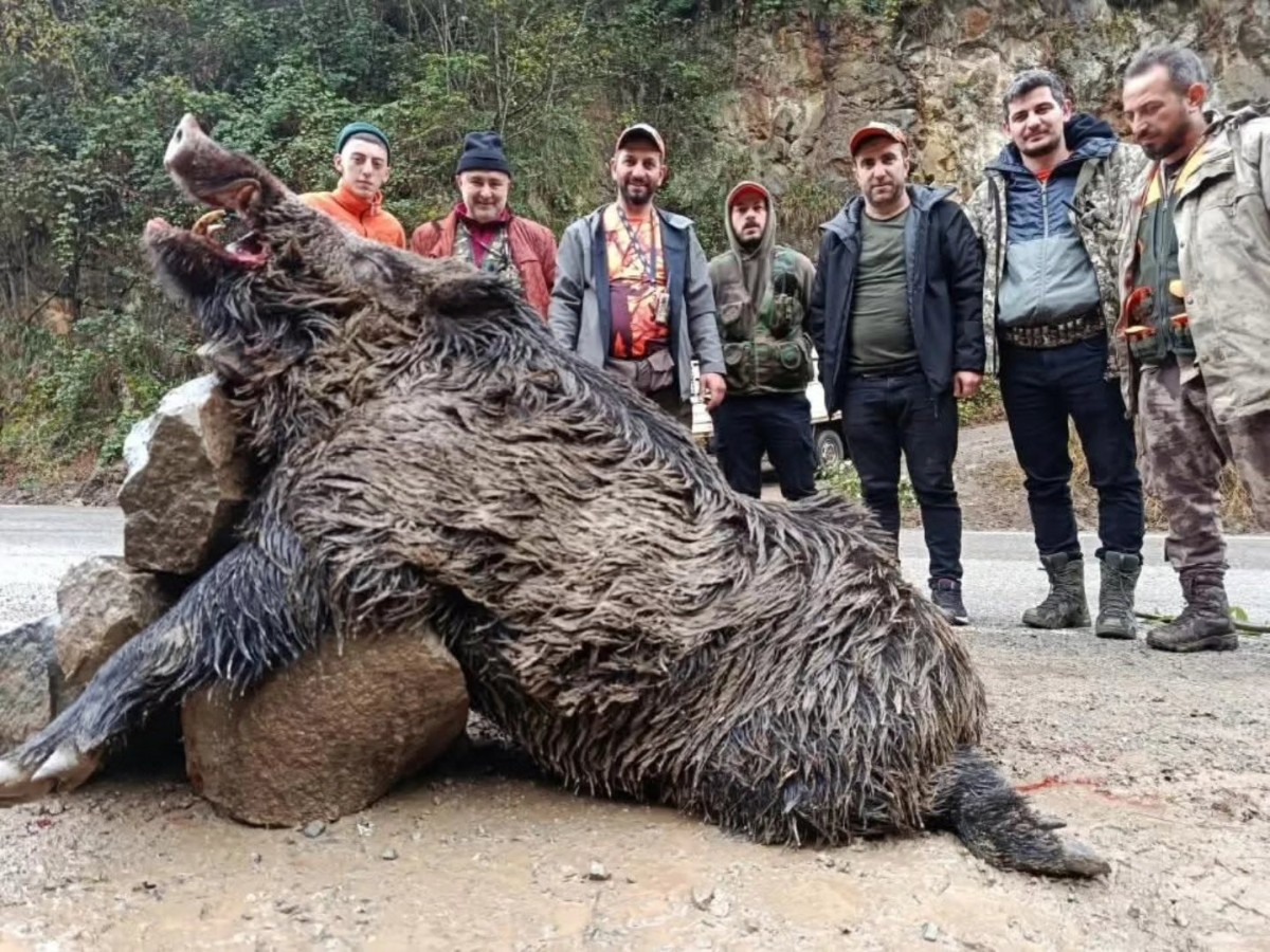 Araklı’da Sürek Avı: 300 Kiloluk Dev Domuz Etkisiz Hale Getirildi