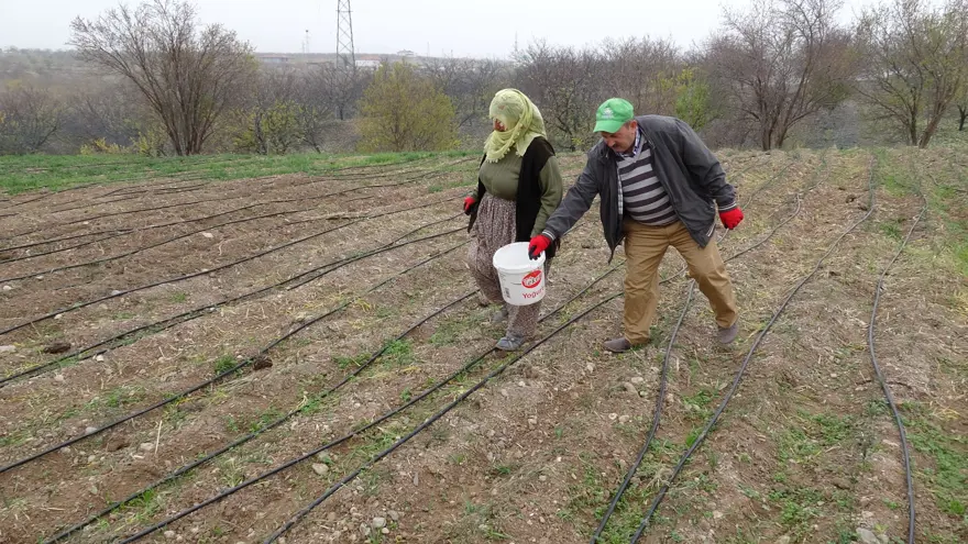 Malatya’da Üretilen Yerli Safrana Yoğun İlgi: Gramı 600 TL’ye Alıcı Buluyor