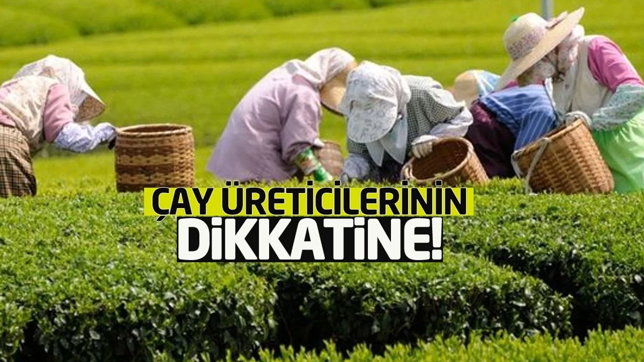 Çayeli Ziraat Odası’ndan Çiftçilere Uyarı: 2026 Yılı ÇKS Başvuruları Başladı — Son Gün 31 Aralık