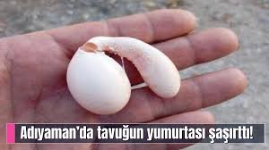 Adıyaman’da tavuğun yumurtası şaşırttı!
