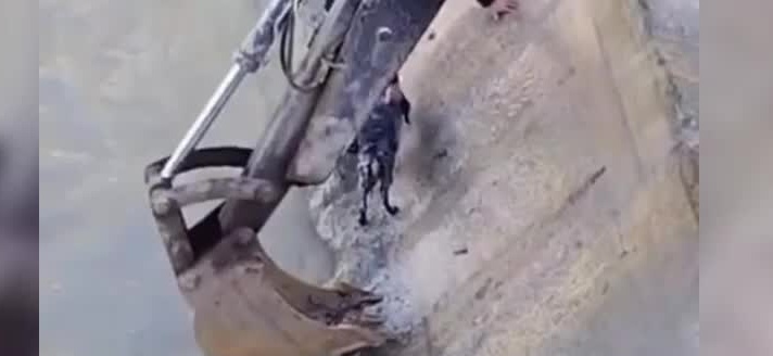 Sinop'ta dere yatağında mahsur kalan köpek kepçe yardımıyla kurtarıldı