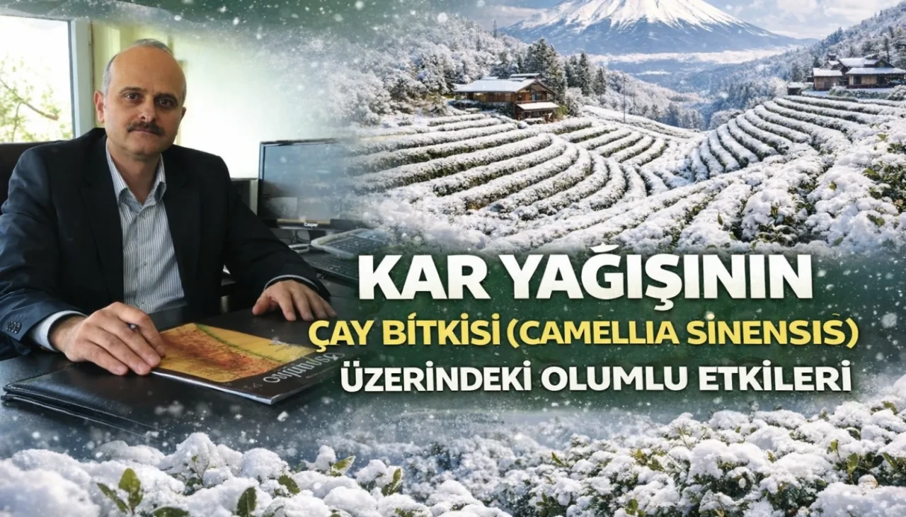 Kar Yağışı Çay Bitkisine Can Veriyor