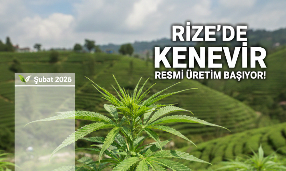 Rize’de Kenevir Dönemi Başlıyor: “Toprağımız Bereketlenecek”