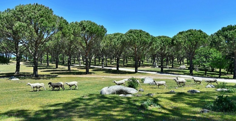 İzmir büyükşehir Belediyesi, UNESCO adayı fıstık çamı deposuna ‘granit ocağı’ projesini yargıya taşıdı