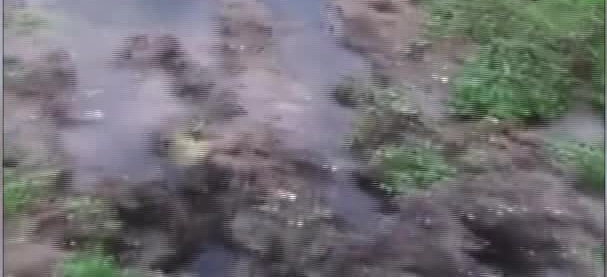 Sinop'ta bataklığa saplanan inek, Sinop Belediyesi itfaiye ekiplerince kurtarıldı