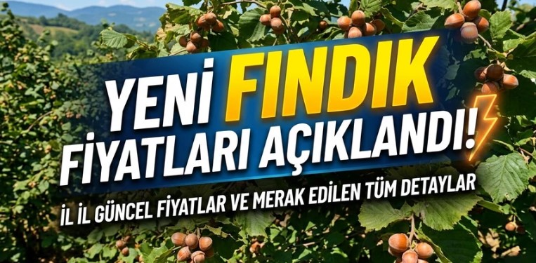 Fındık fiyatlarında yükseliş sürüyor: Karadeniz’de üretici umutlu