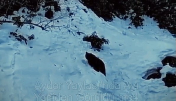 Ayder Yaylası’nda Ayı Yeniden Görüldü: Vatandaşlar O Anları Kaydetti