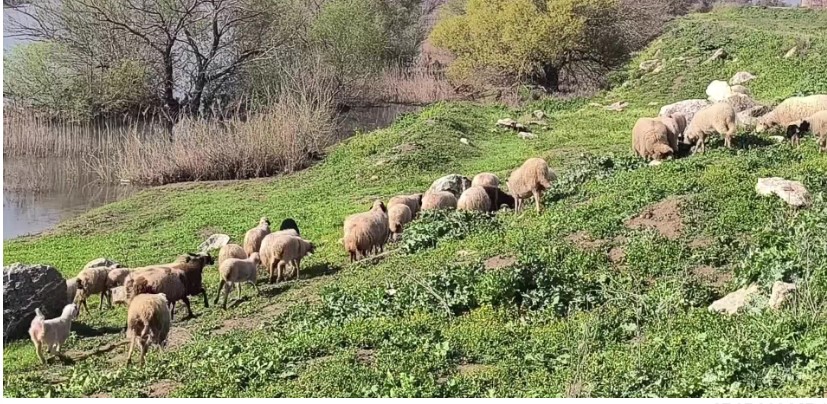 Besiciler artan maliyetlerden yakındı: Bir şey kazanamıyoruz, kurbanlık beslemeyi bıraktık