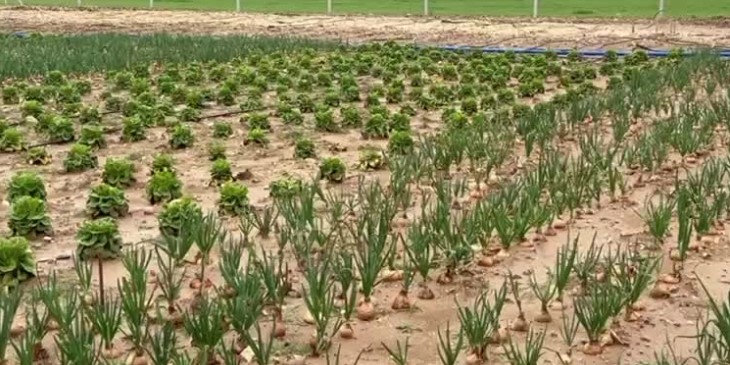 Adıyaman Belediyesi’nde yeni üretilen bahar sebzeleri satışta