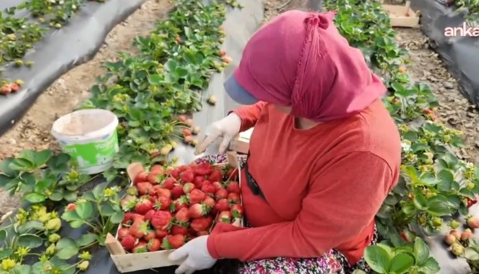 Aydın'da çilek üreticisi ve işçisi ortak dertte: 