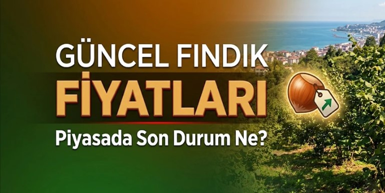 Güncel Fındık Fiyatları Ne Kadar Oldu Karadeniz’de Fiyatlar Sabit Mi Kalıyor?