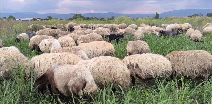 Osmaniyeli besici: 