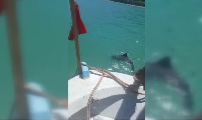 Sinop'ta balıkçı ağına yunus yavrusu takıldı