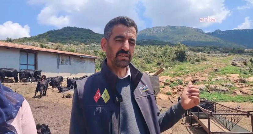 Hatay’da merada otlayan 65 keçinin içtikleri su nedeniyle öldüğü iddia edildi