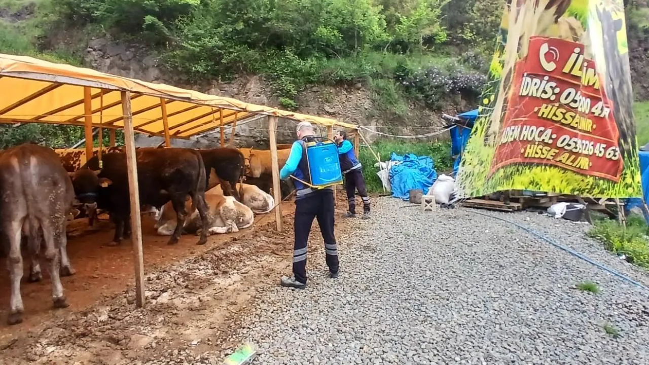 Trabzon’da Kurban Bayramı Öncesi Hijyen Seferberliği: İlaçlama Çalışmaları Hız Kazandı
