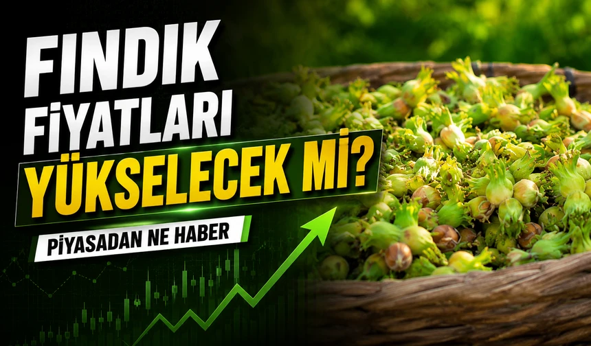 Fındık Piyasasında Hareketlilik: Yeni Hasat Öncesi Fiyatlar Yükselişte