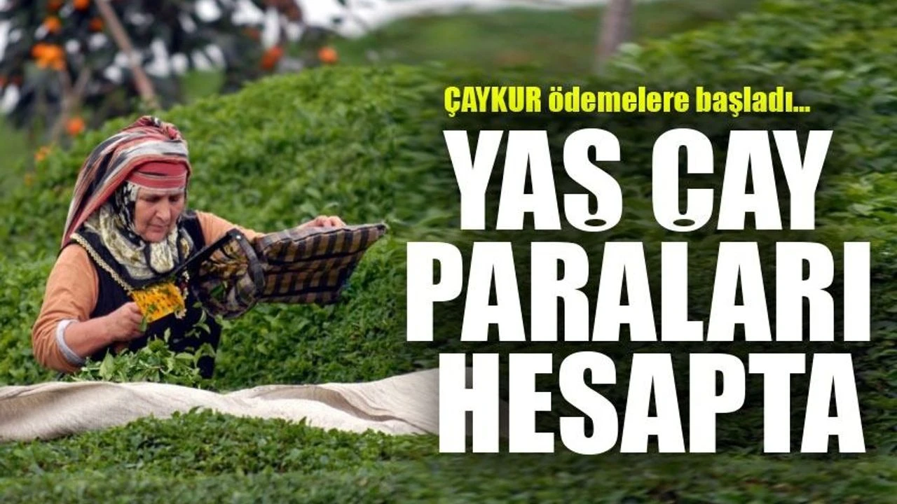 ÇAYKUR'dan Üreticiye Müjde: Mayıs Ayı Yaş Çay Bedelleri Hesaplara Yatıyor