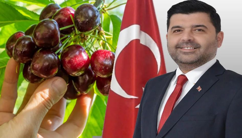 Uluborlu'da kiraz üreticisine destek: Suluk kiraza 28 lira alım garantisi