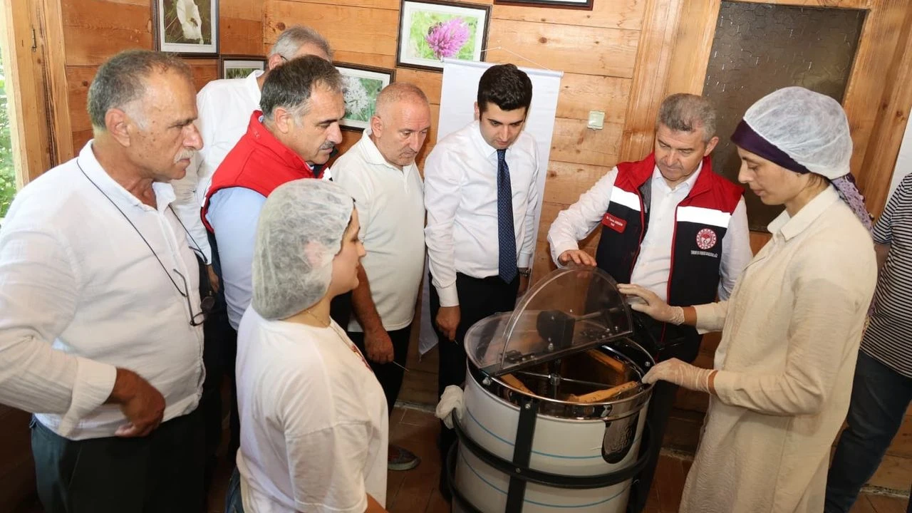 Artvin Balında Hasat Sezonu Başladı: “Değerini Koruyacağız”