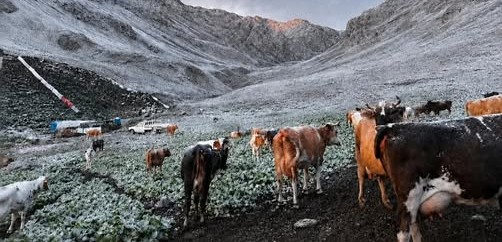 Kaçkar Dağları’nın Etekleri Ağustos’ta Beyaza Büründü