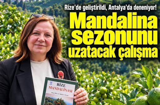 Rize’de Geliştirildi, Antalya’da Deneniyor! Mandalina Sezonunu Uzatacak Çalışma